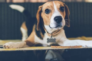 DISC Personality Type C Dog - Beagle