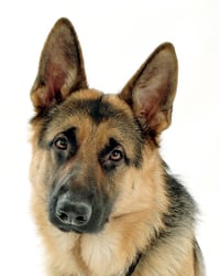 DISC Personality Type D Dog - German Shepherd