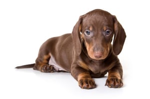 DISC Personality Type I Dog - Dachshund