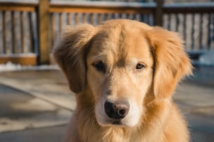 DISC Personality Type S Dog - Golden Retriever 1