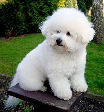 What S The Perfect Dog For Your Personality Type
