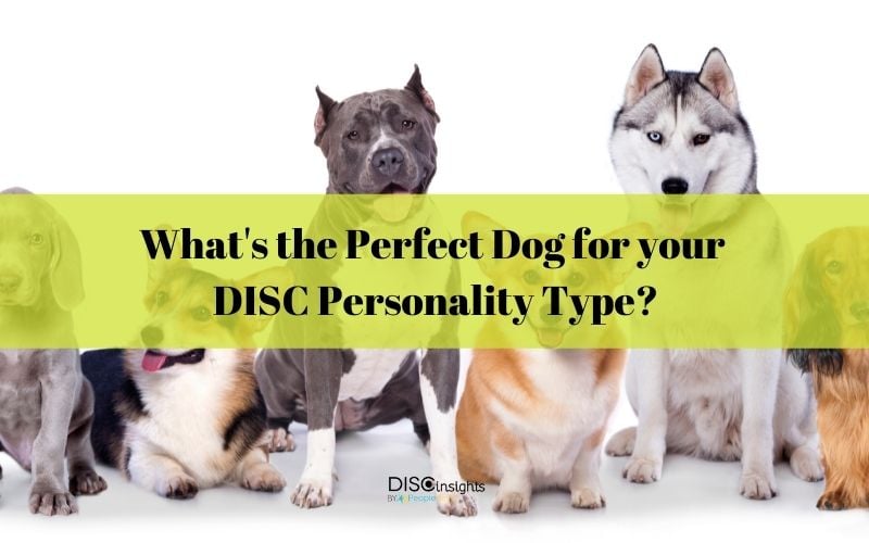 DISC Personality Type - Choose the perfect dog for you